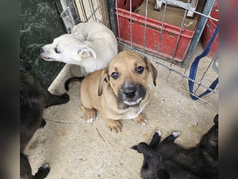 Welpenbub Puck sucht Familie (D-bundesweit/CH/LUX)