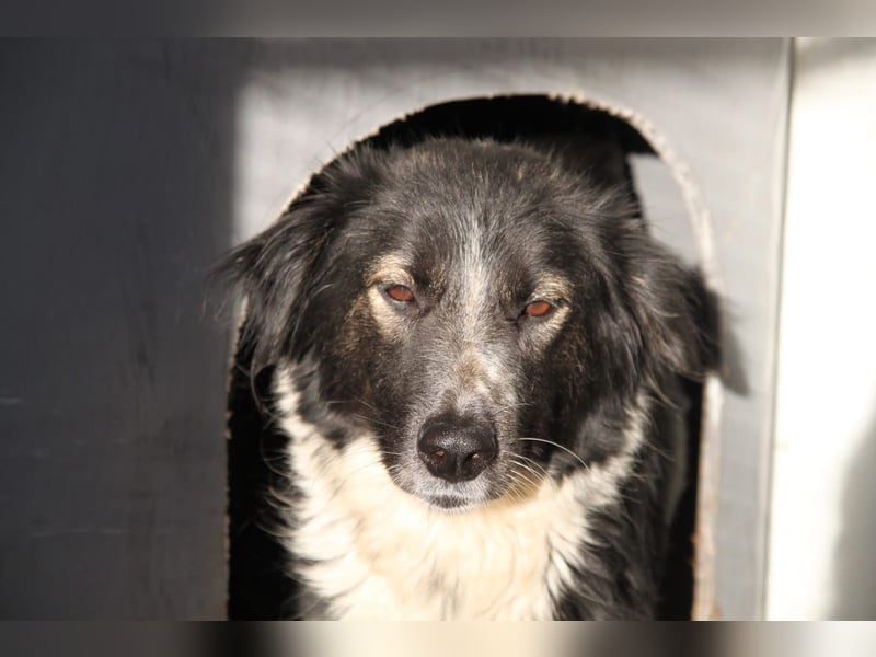 Ruhige Seele Angel sucht ihr Zuhause (D/CH/LUX)