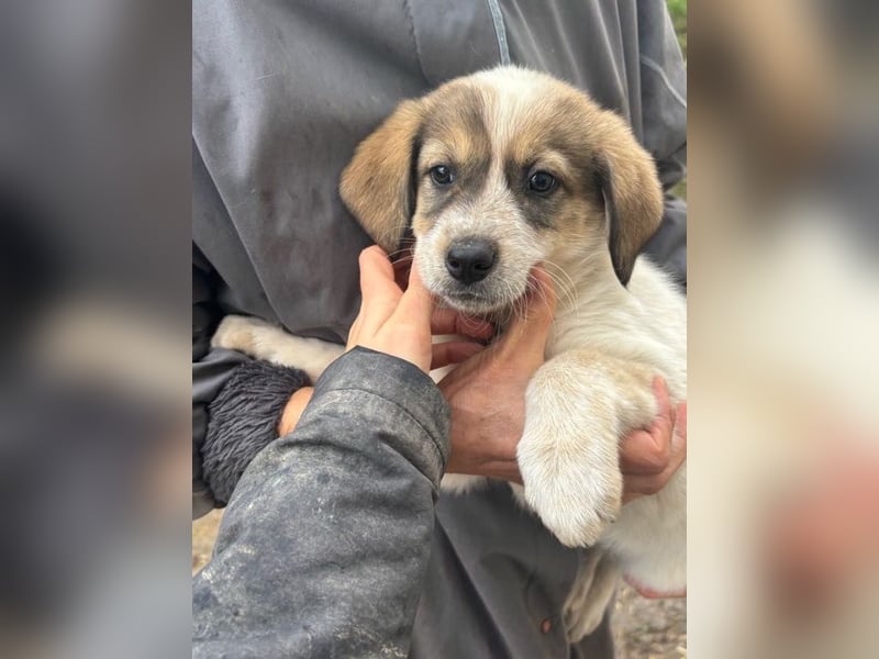 Nuggets - Kleiner Entdecker