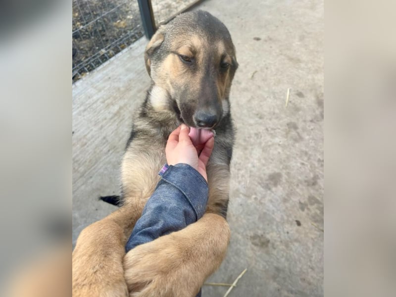 Pedro - Sonnenschein sucht Zuhause