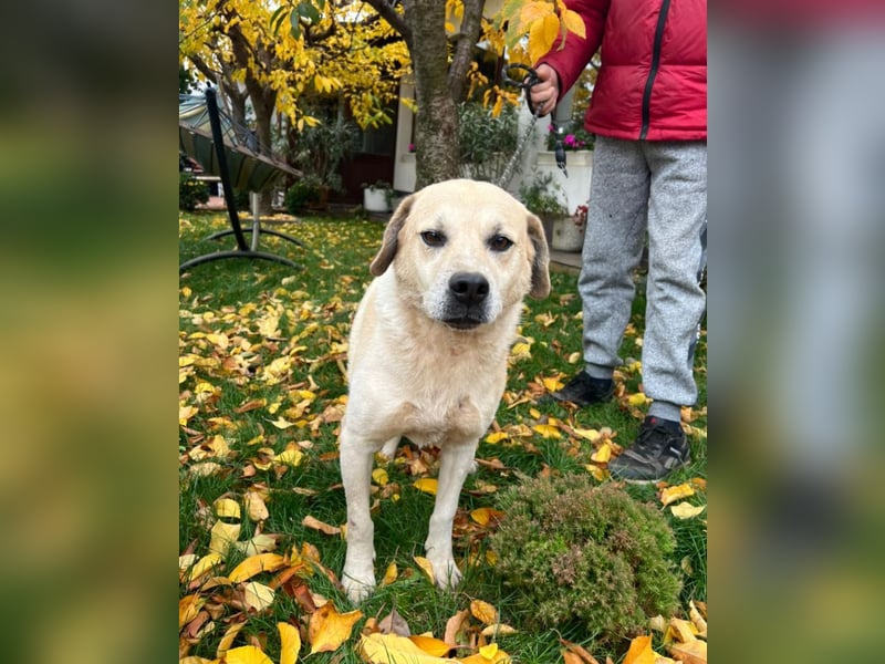 Max - seeehr verschmust u. lieb!