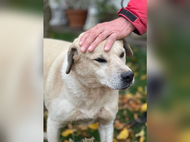 Max - seeehr verschmust u. lieb!