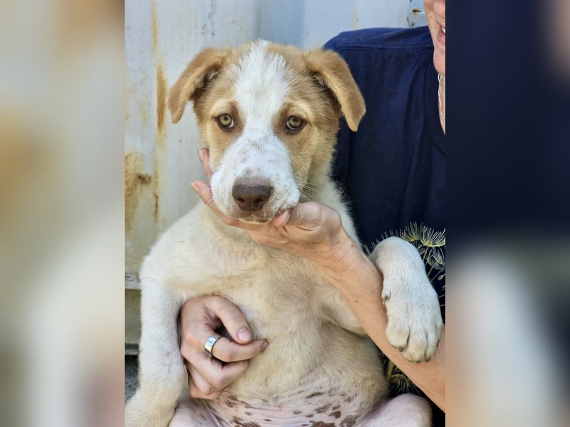 Welpe Teddy sucht Körbchen (D/CH/LUX)