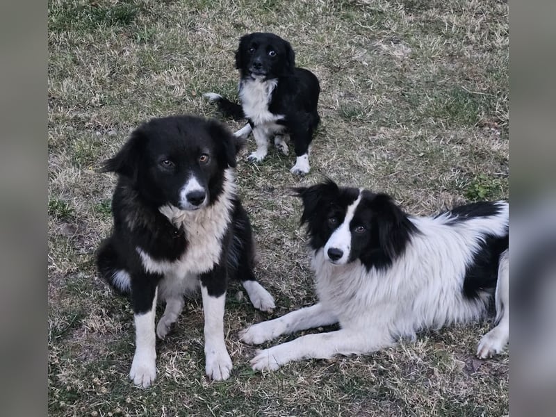 Liebe Tessa sucht ein Zuhause mit Mama Ria (D/ LUX/ CH)
