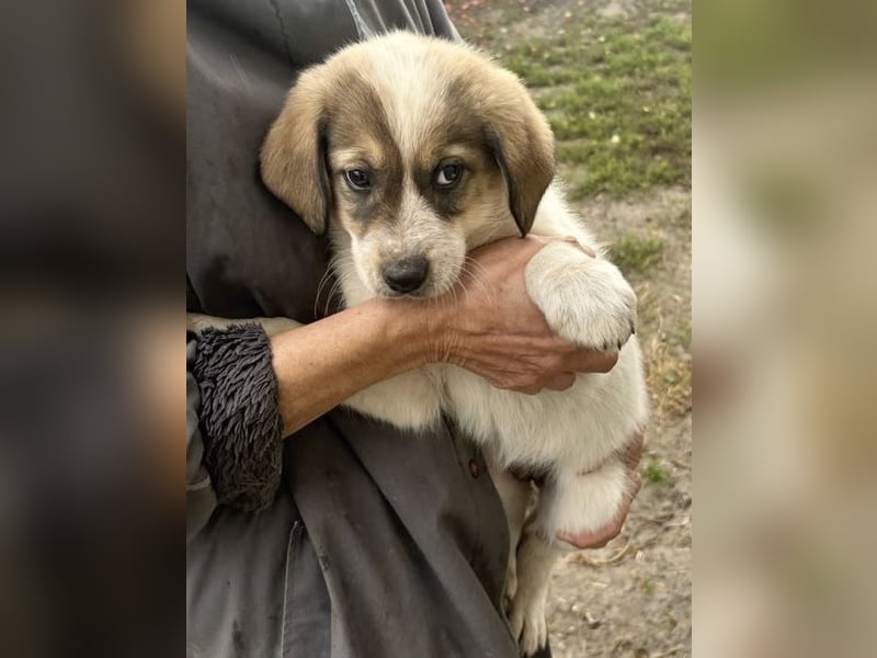 Nuggets - Kleiner Entdecker