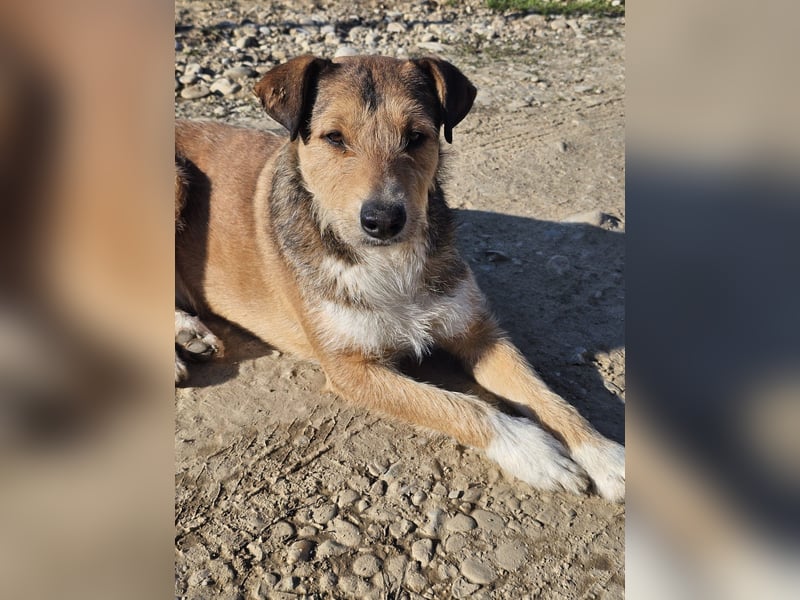 Unglaublich lieber, sanfter Straßenhund Brownie sucht Zuhause