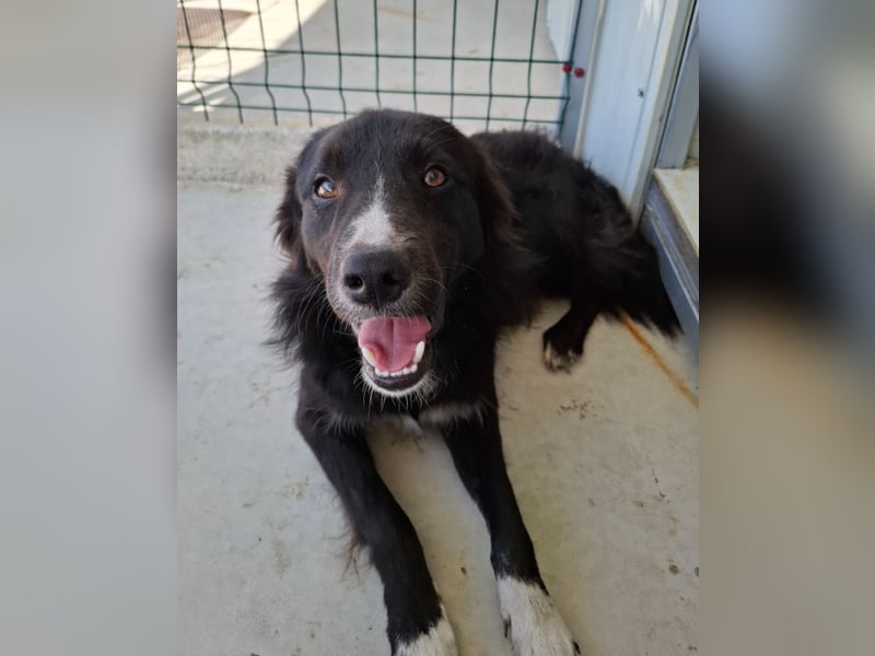 Woody - lieb und anschmiegsam