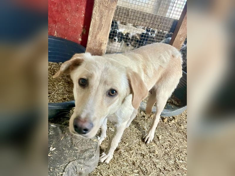 Nola - liebevolle Mama sucht ein Zuhause