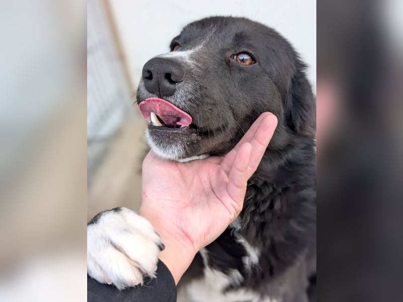 Woody - lieb und anschmiegsam