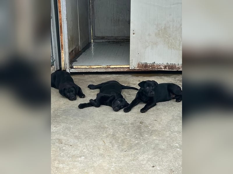 Welpe Nero sucht seine Familie (D/CH/LUX)