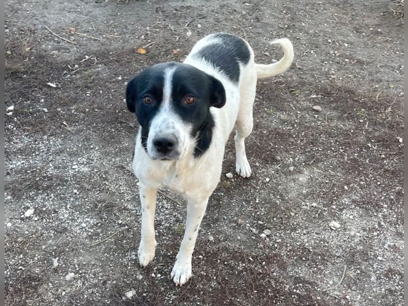 Akira - 4 Jahre, lieb, verschmust, freundlich, verträglich mit Artgenossen