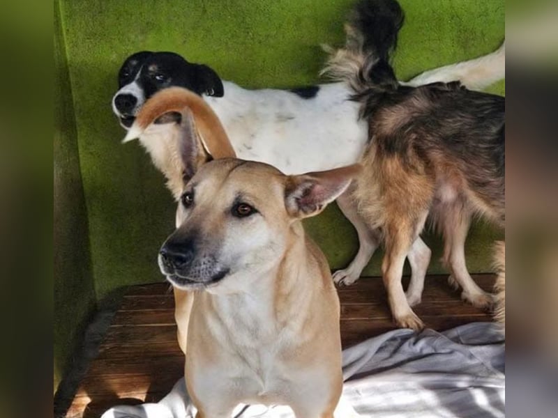 Leni - sehr lieb + sanft