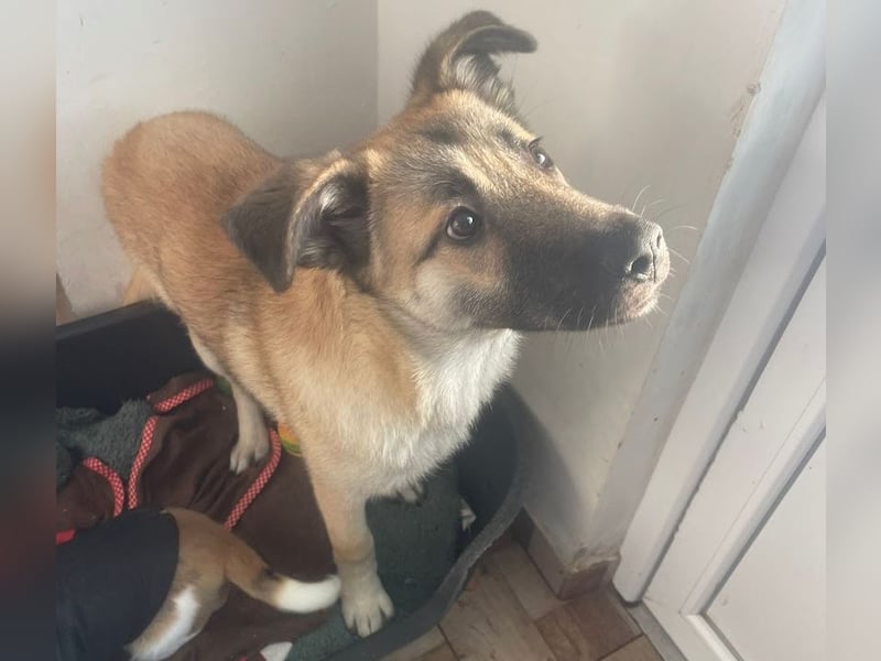 Welpe Samir - angefahren und zurückgelassen