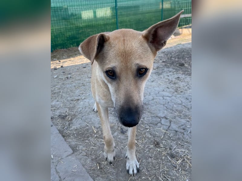 Leni - sehr lieb + sanft