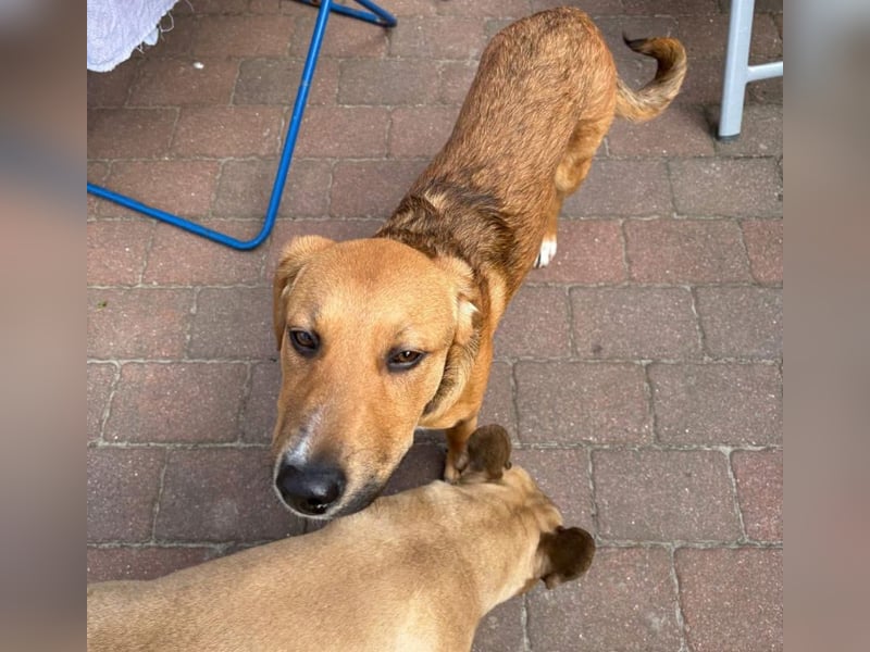 Welpenbub Aury - in 25704 Meldorf