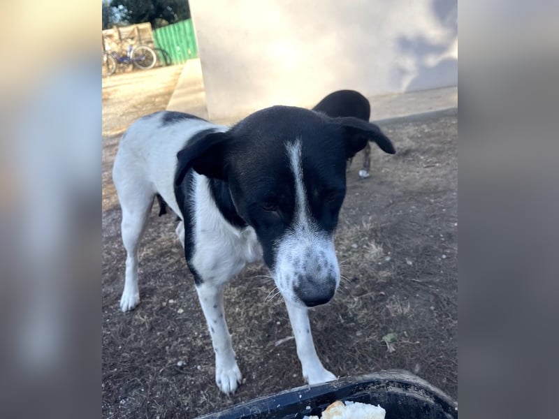 Akira - 4 Jahre, lieb, verschmust, freundlich, verträglich mit Artgenossen