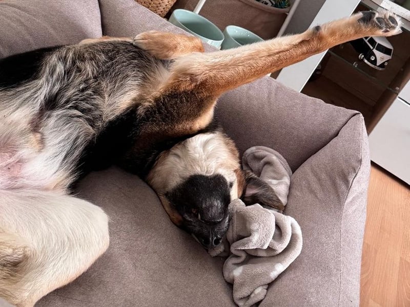 Lieber Schäfi-Mix Loki in 60437 Frankfurt