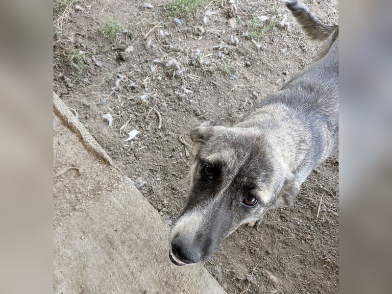 Zoë - freundliche, ehemalige Straßenhündin auf der Suche nach dem Glück