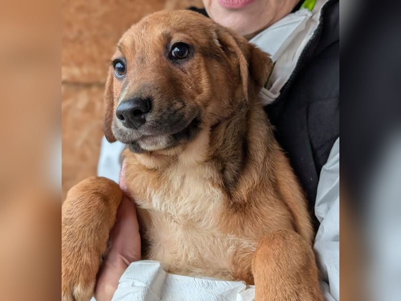 Welpenbub Aury - in 25704 Meldorf