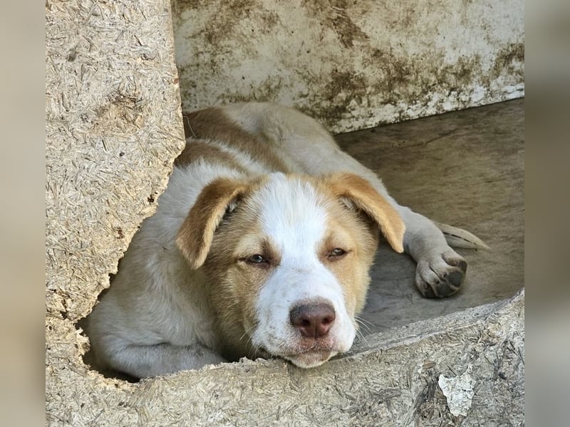 Welpe Teddy sucht Körbchen (D/CH/LUX)
