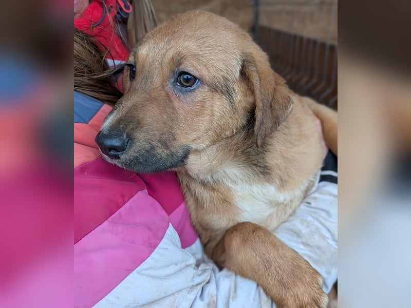 Welpenbub Aury - in 25704 Meldorf