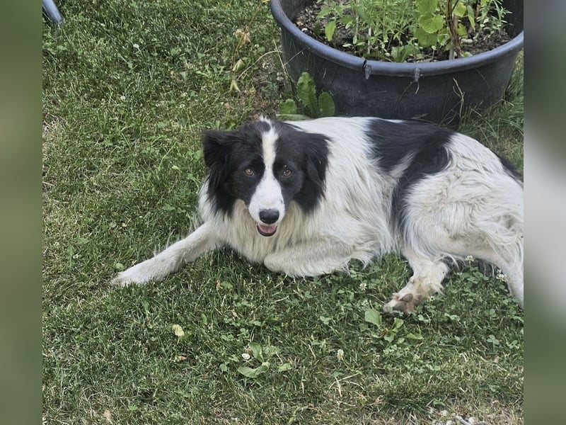 Liebe Tessa sucht ein Zuhause mit Mama Ria (D/ LUX/ CH)