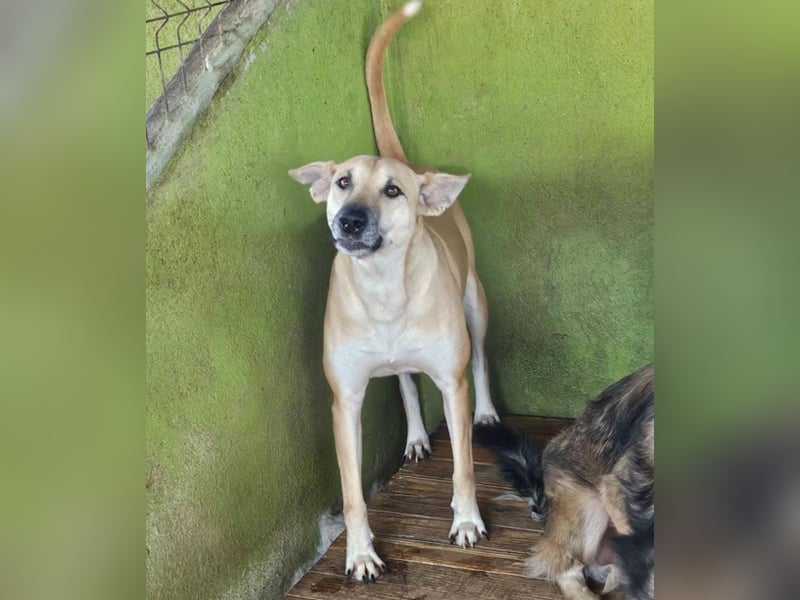 Leni - sehr lieb + sanft