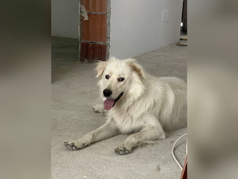 Anouk - scheu, super verträglich mit anderen Hunden