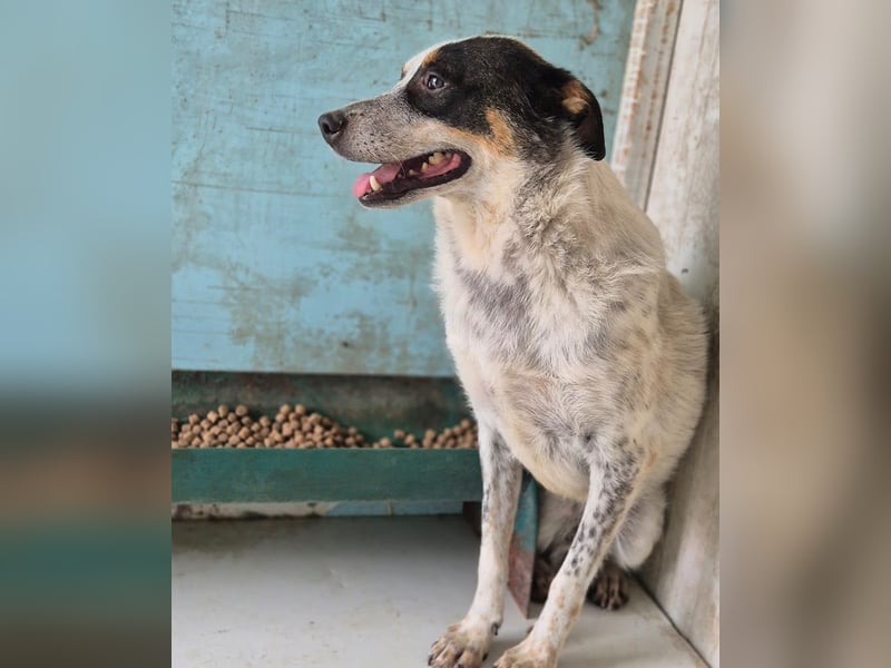 Rasty - schüchterner, 3-jähriger, lieber Rüde sucht ruhiges Zuhause