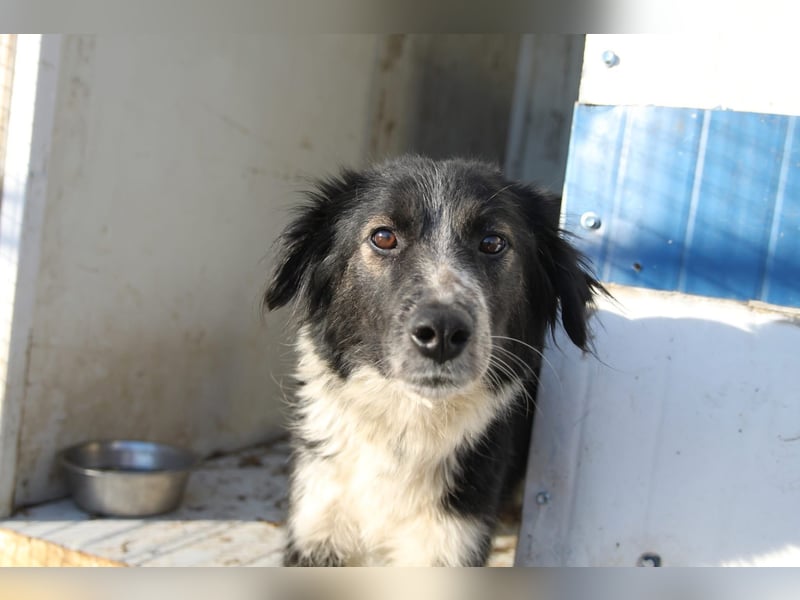 Ruhige Seele Angel sucht ihr Zuhause (D/CH/LUX)