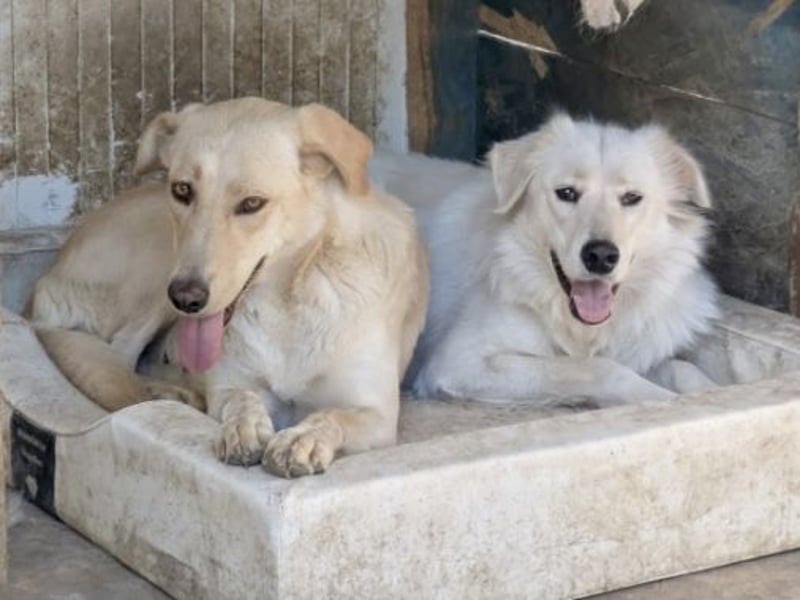 Nola - liebevolle Mama sucht ein Zuhause