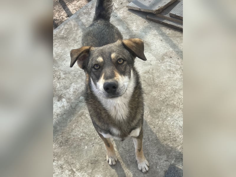 Verschmuster Duke sehnt sich nach Liebe!