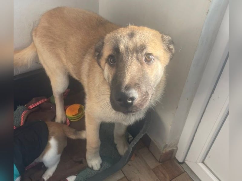 Welpe Samir - angefahren und zurückgelassen