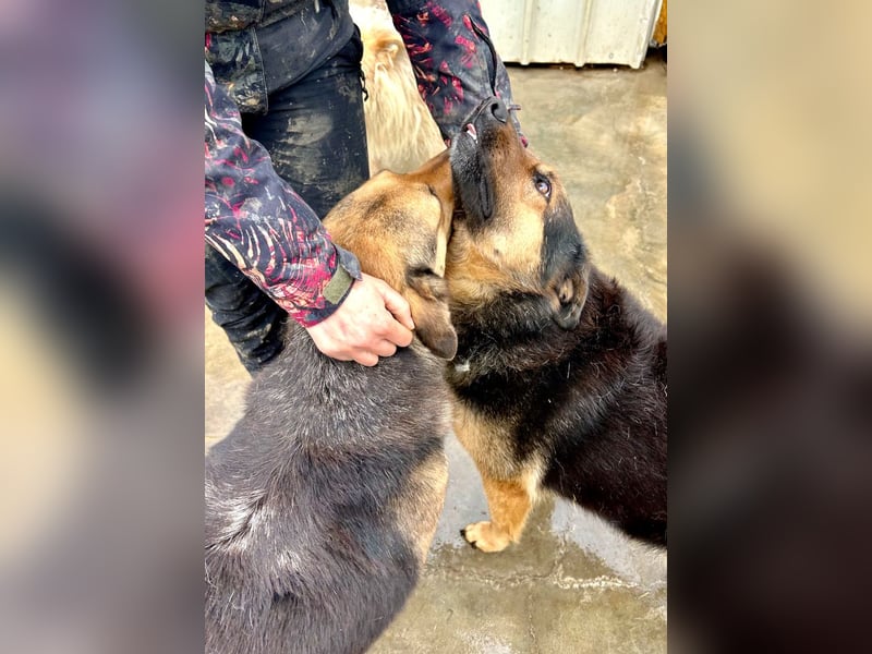 Raya - wartet seit 8 Jahren im Tierheim 