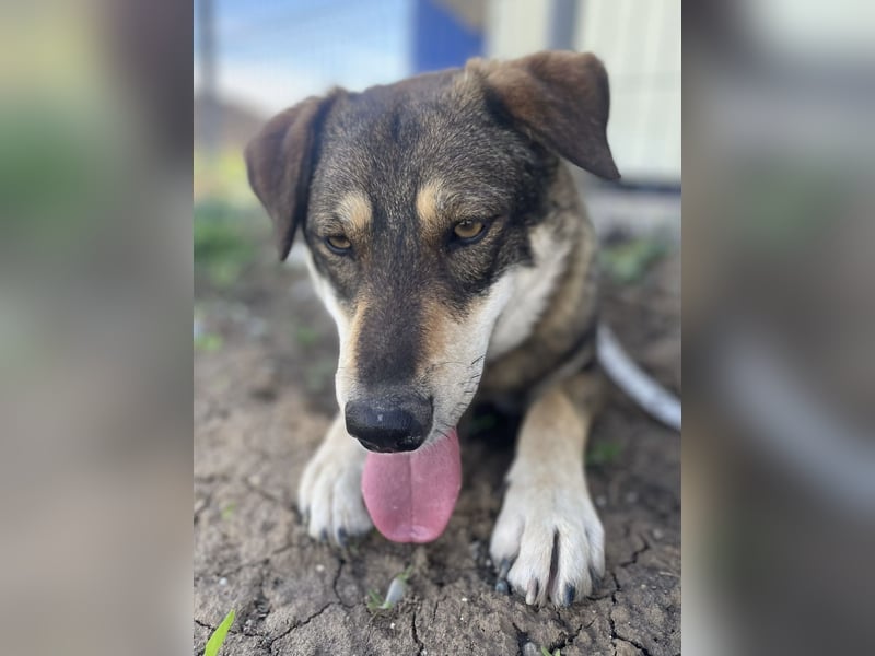 Verschmuster Duke sehnt sich nach Liebe!