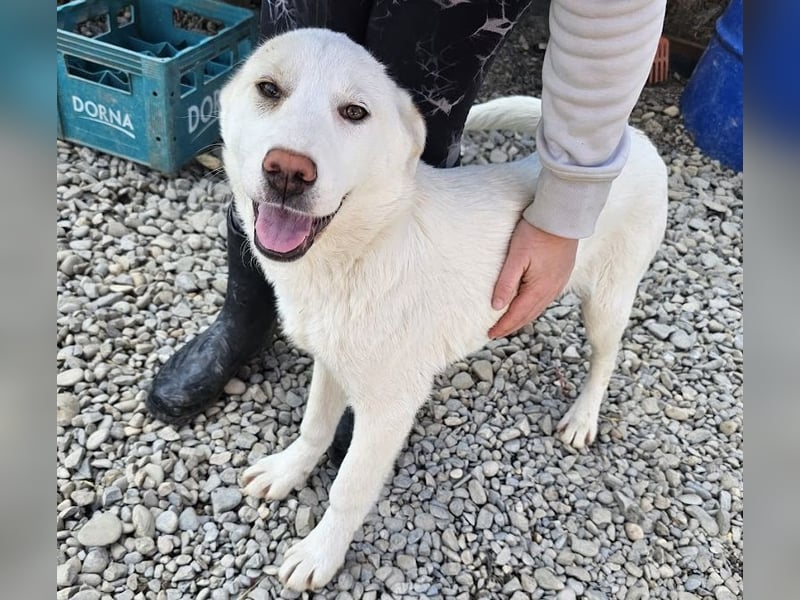 Welpenmädchen Kerry sucht Familie