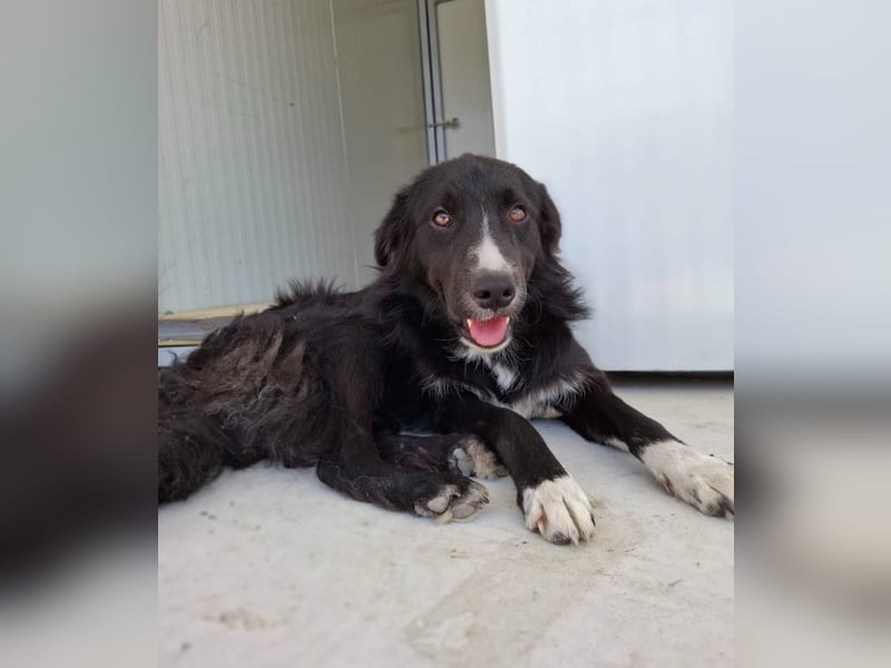 Woody - lieb und anschmiegsam