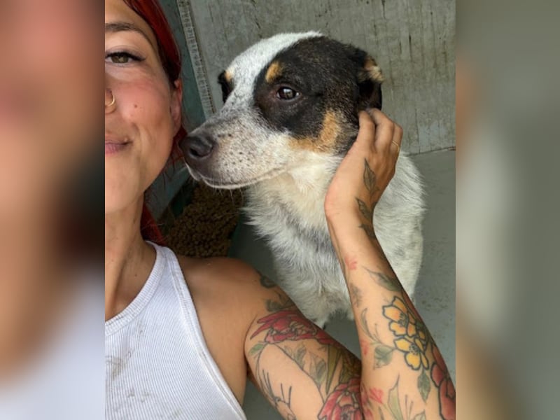 Rasty - schüchterner, 3-jähriger, lieber Rüde sucht ruhiges Zuhause