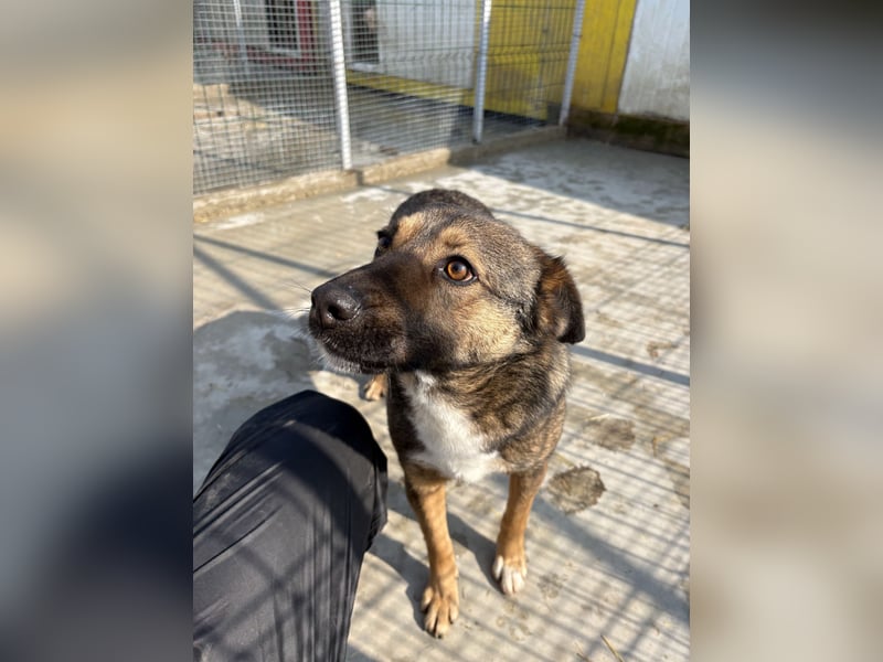 Joly sucht seine Person zum Ankommen