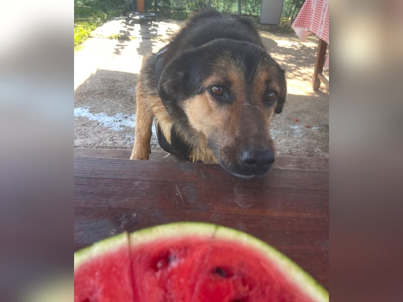 Kuschelmaus Raya - auf PS in Bayern (86576)