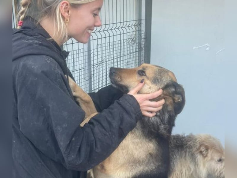 Randy - tolle Senioren- oder Familienhündin