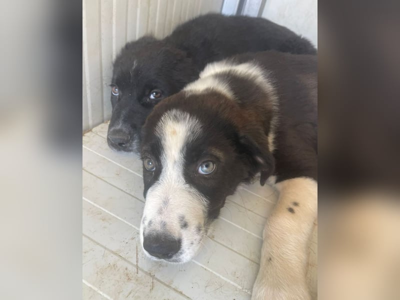 Cassie - freundlich, sanft, liebevoll, verspielt