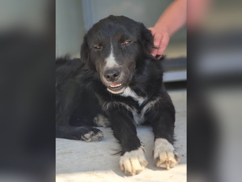 Woody - lieb und anschmiegsam