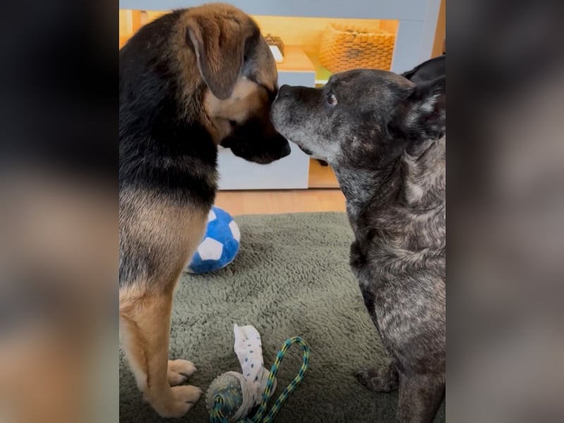 Lieber Schäfi-Mix Loki in 60437 Frankfurt