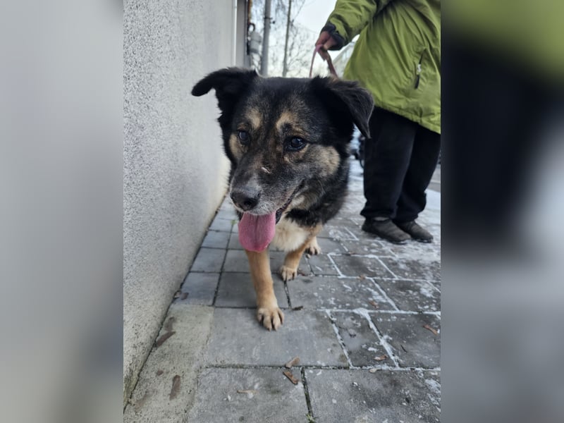 Kiruna sucht endlich ihr Körbchen