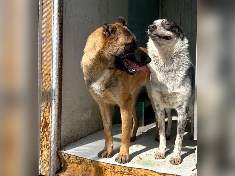 Rasty - schüchterner, 3-jähriger, lieber Rüde sucht ruhiges Zuhause