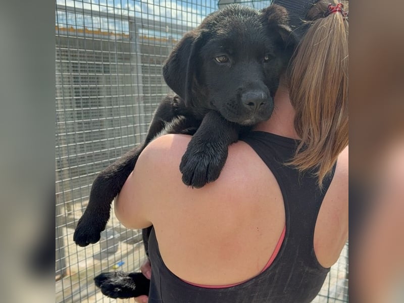 Welpe Nero sucht seine Familie (D/CH/LUX)