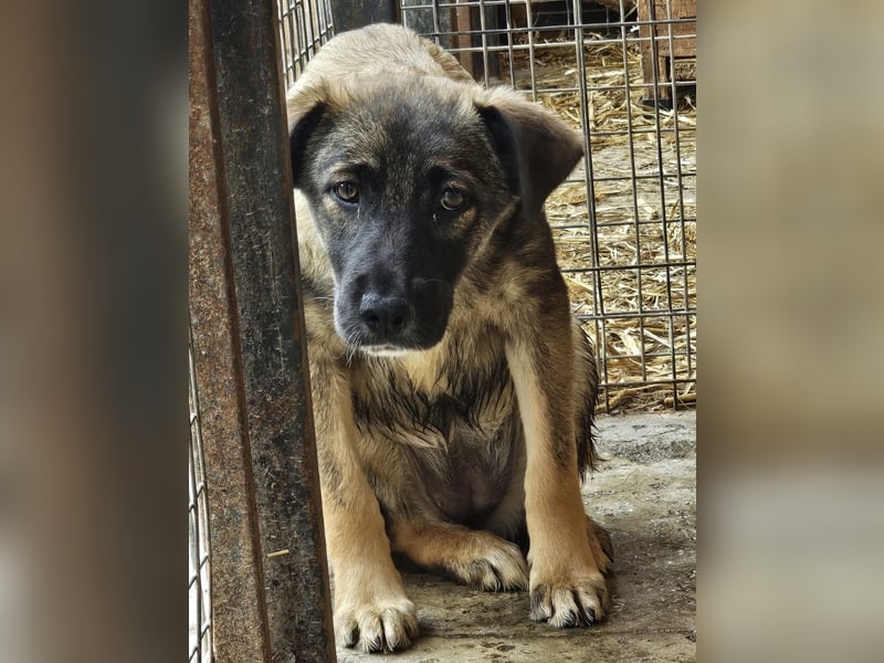 Mila - ängstliches Mädchen sucht liebevolle, empathische Menschen