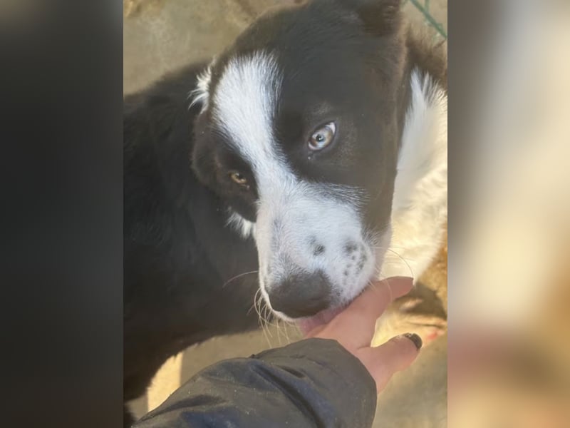 Cassie - freundlich, sanft, liebevoll, verspielt