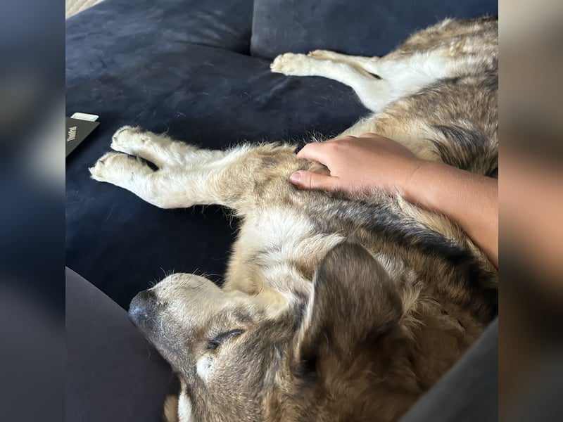 Bella - schwer misshandelte Hündin sucht Glück